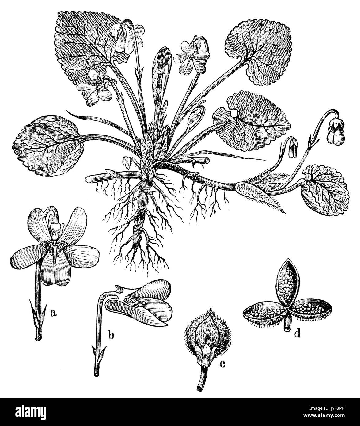 Viola; legno; viola mammola, inglese viola, viola comune Foto Stock