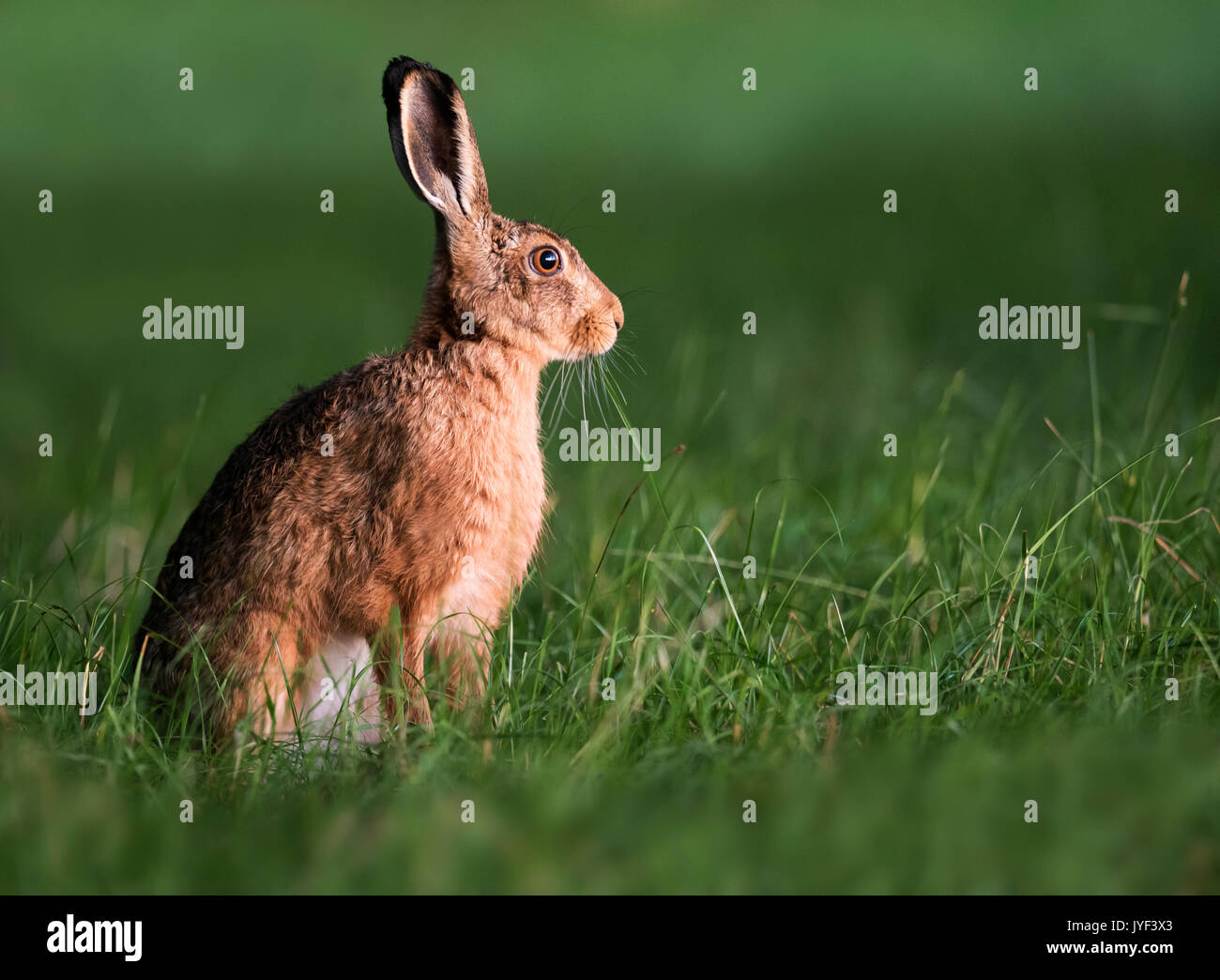 Brown lepre (Lepus europaeus) nella mattina presto luce, Warwickshire Foto Stock