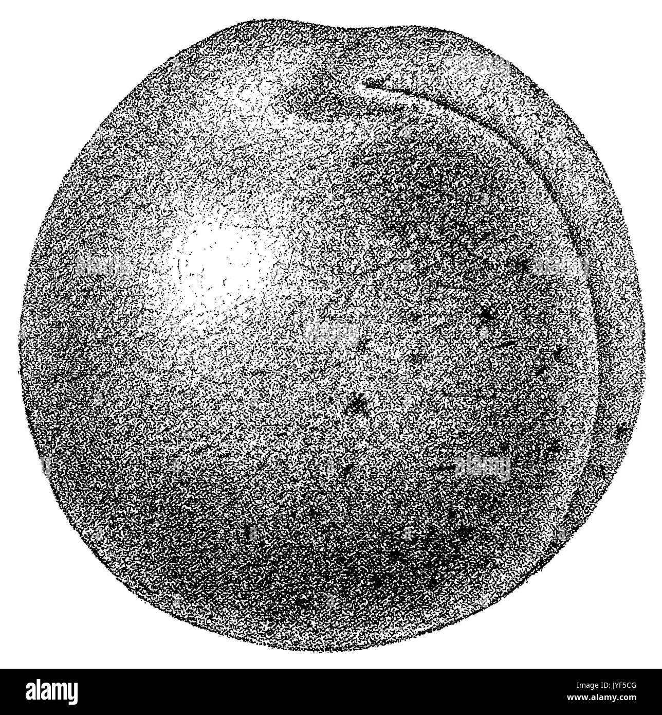 albicocca Foto Stock