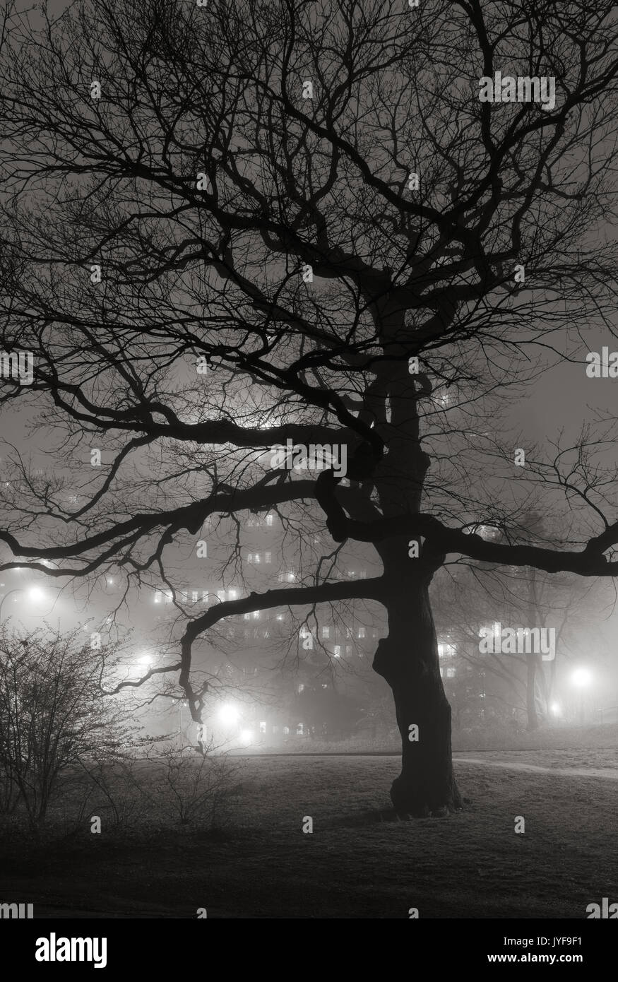 Il Central Park di notte nella nebbia. Sagome di alberi con Upper West Side la costruzione di luci. Manhattan, New York City Foto Stock