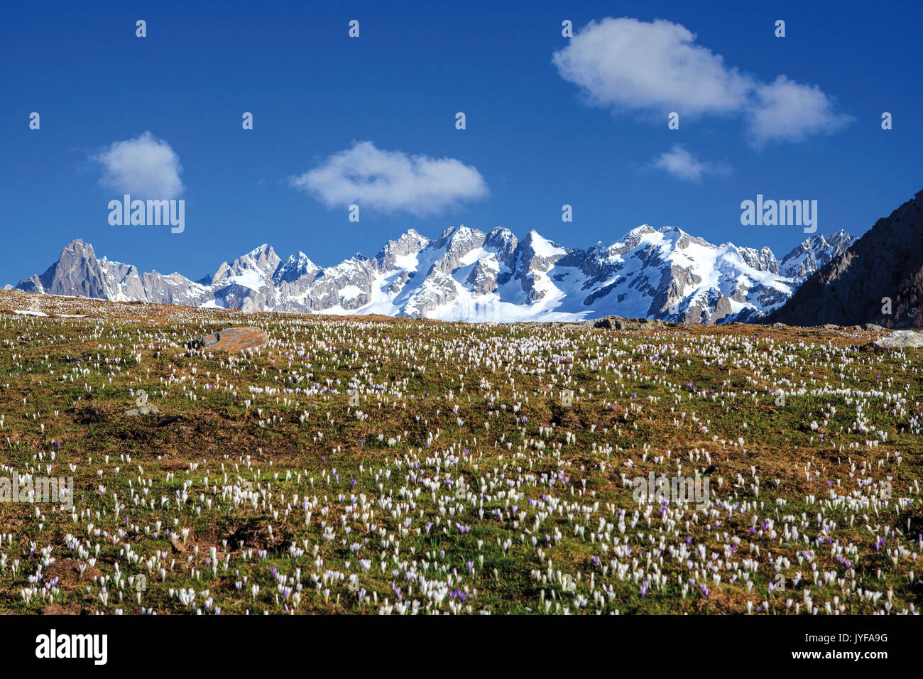 Le cime innevate il telaio il blooming crocus alpe granda provincia di Sondrio Val Masino valtellina lombardia italia Europa Foto Stock