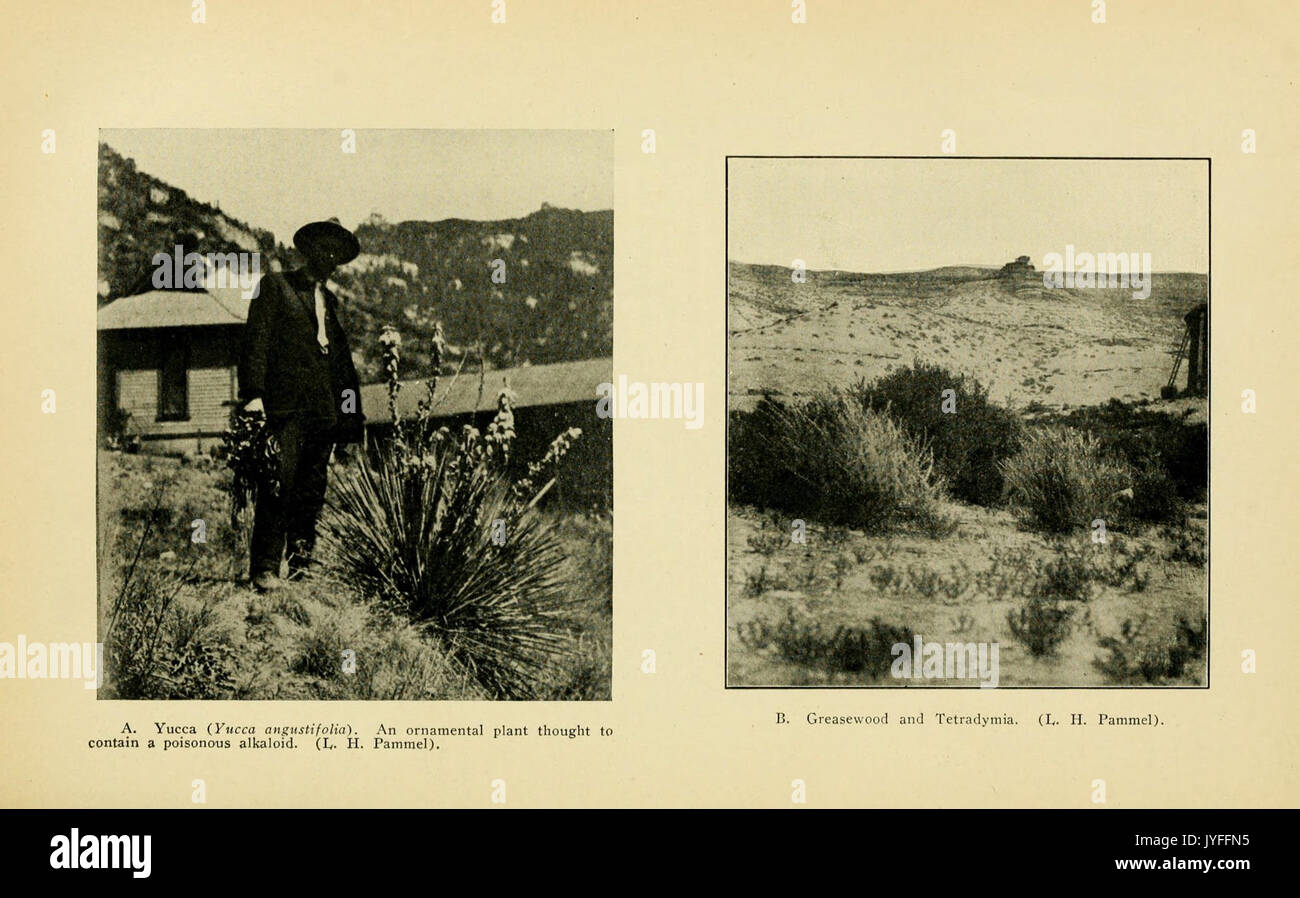 Un manuale di piante velenose (piastra) (6005310158) Foto Stock