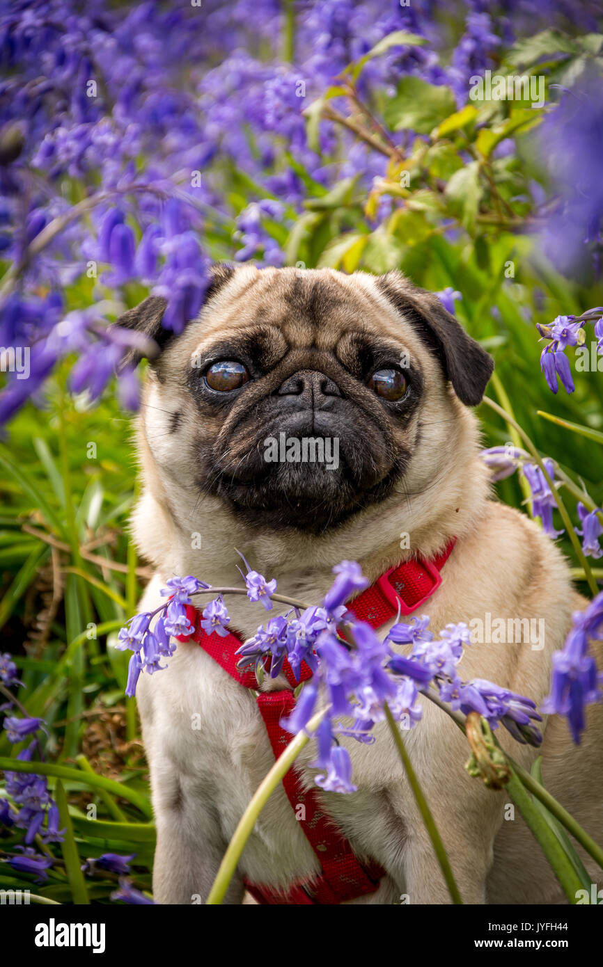 Il ritratto di una femmina purebreed pug seduto in mezzo a un campo di bluebells in pieno boom, England, Regno Unito Foto Stock