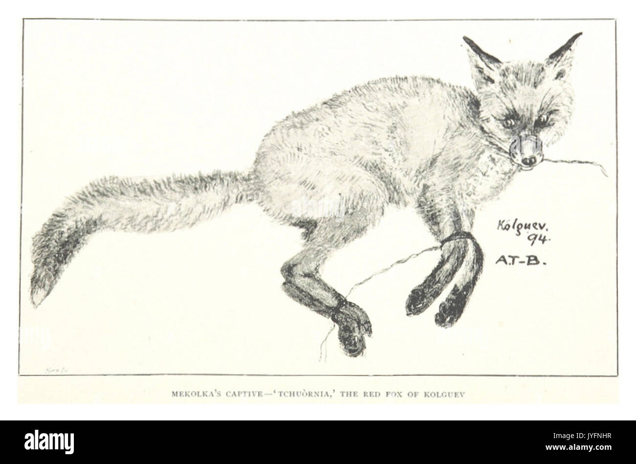 TB(1895) p432 MEKOLKA'S CAPTIVE red fox di Kolguev Foto Stock