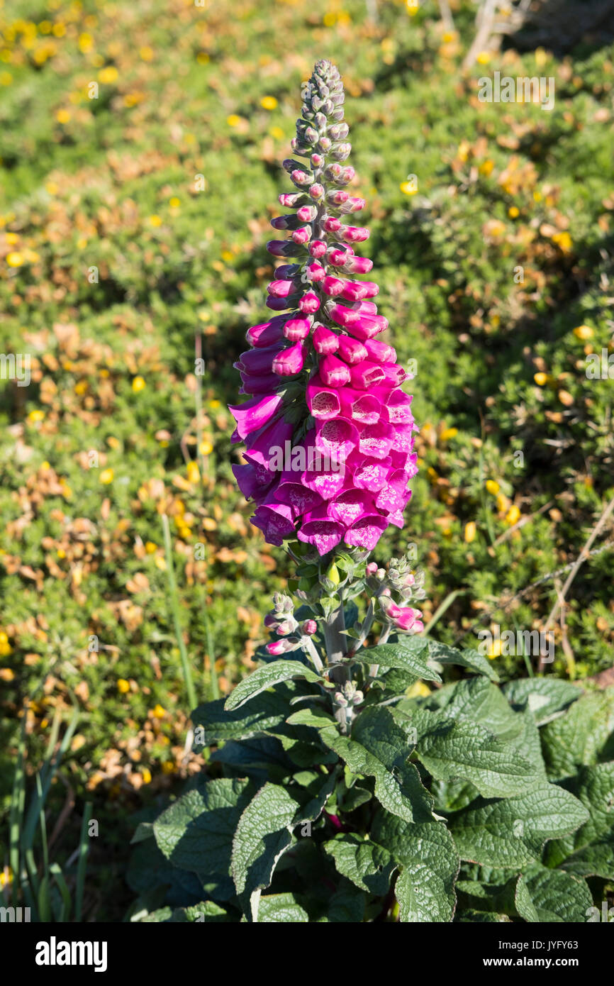 Foxglove viola (Digitalis purpurea), Cornwall, England, Regno Unito Foto Stock