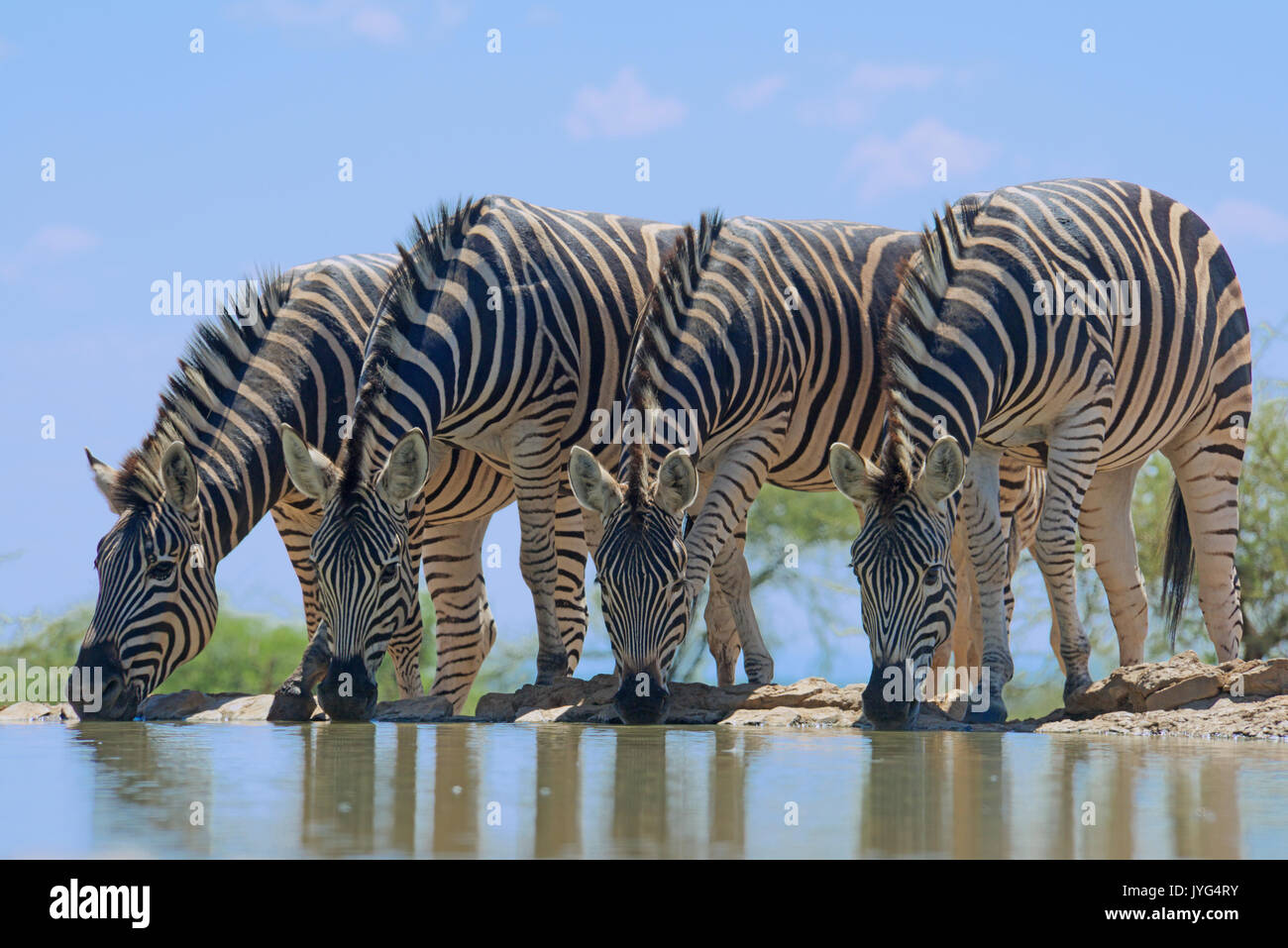 Quattro pianure zebre bevendo al foro di acqua Madikwe Game Reserve in Sud Africa Foto Stock