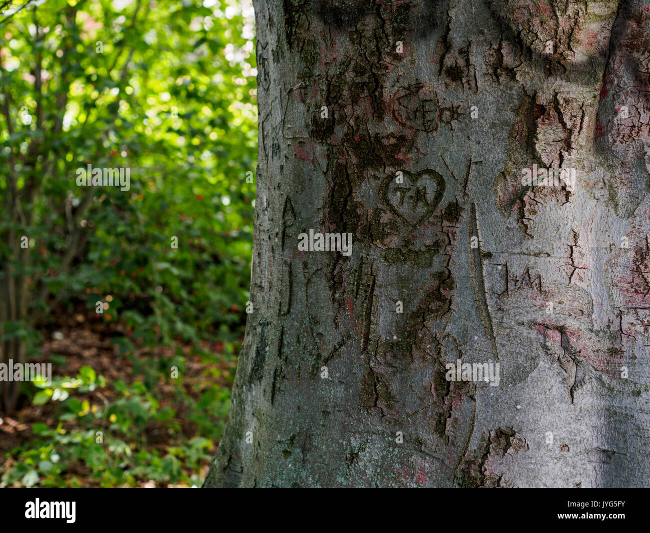 Cuori e nomi scolpiti nella corteccia di albero Foto Stock