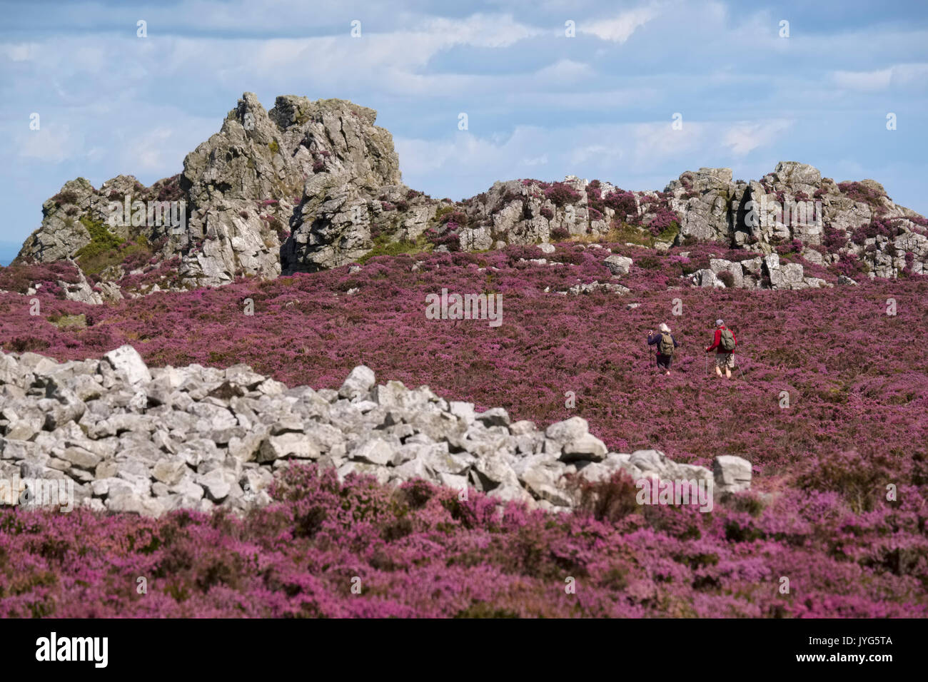 Due escursionisti in avvicinamento alla Devil's Chair circondato da erica viola sul Stiperstones, Shropshire, Inghilterra, Regno Unito Foto Stock