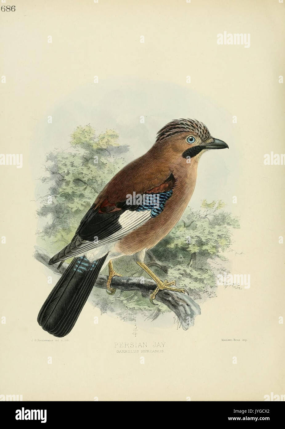 Una storia di uccelli d'Europa (Pl. 686) (7135327803) Foto Stock