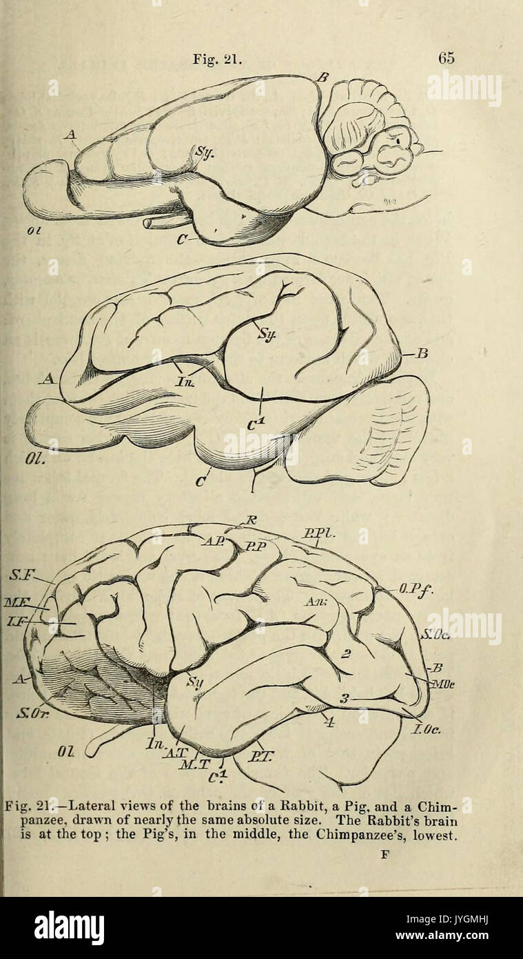 Un manuale di anatomia dell'vertebrated animali (pagina 65) BHL33406611 Foto Stock