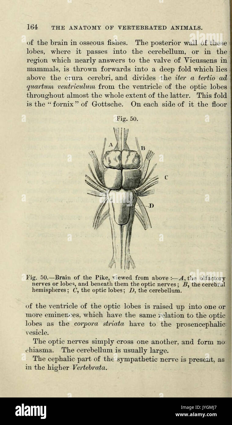 Un manuale di anatomia dell'vertebrated animali (pagina 164) BHL33406710 Foto Stock