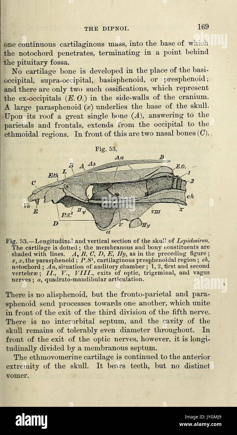 Un manuale di anatomia dell'vertebrated animali (pagina 169) BHL33406715 Foto Stock