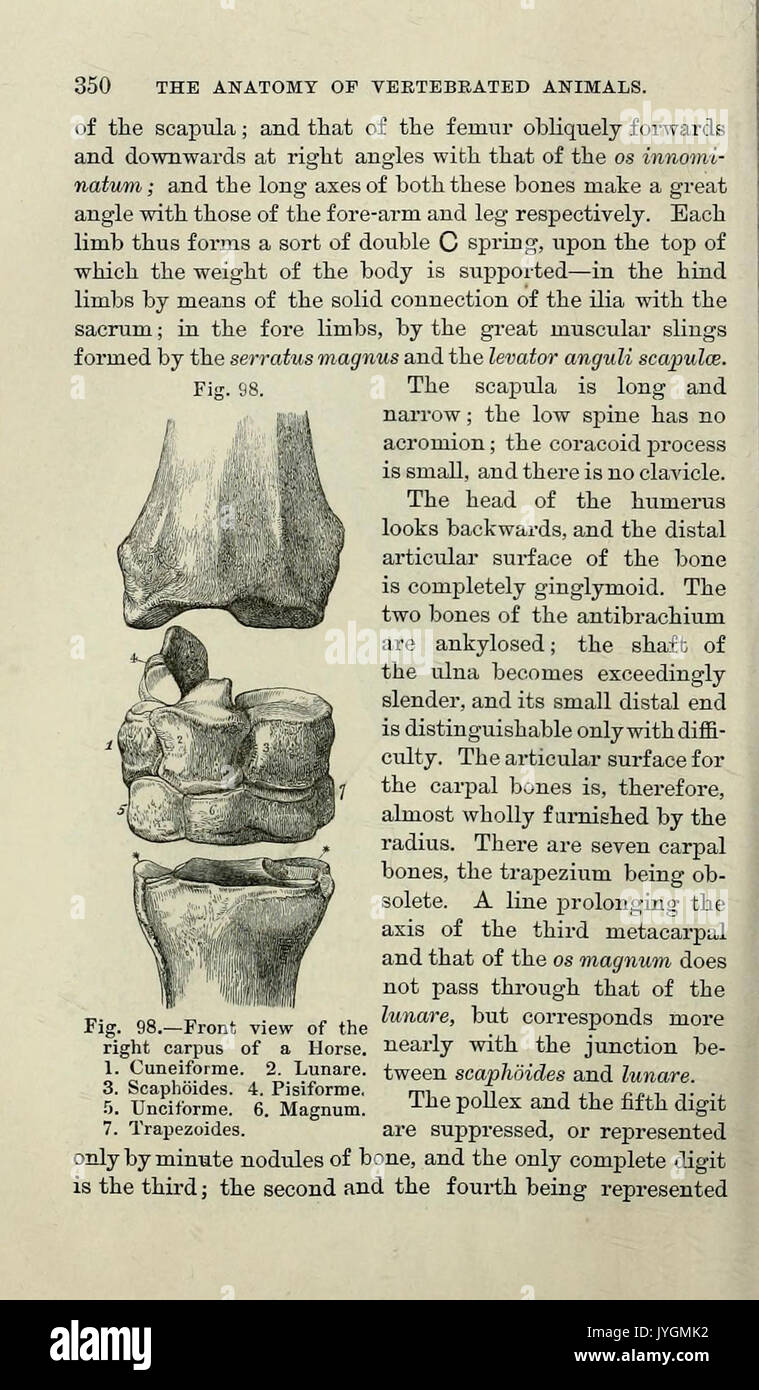 Un manuale di anatomia dell'vertebrated animali (pagina 350) BHL33406896 Foto Stock