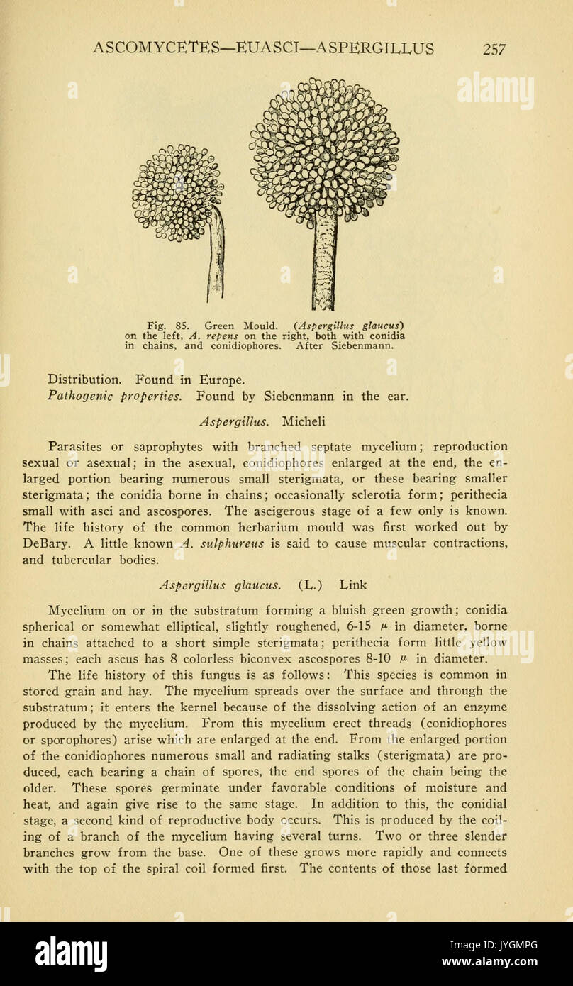 Un manuale di piante velenose (pagina 257, Fig. 85) BHL11346859 Foto Stock