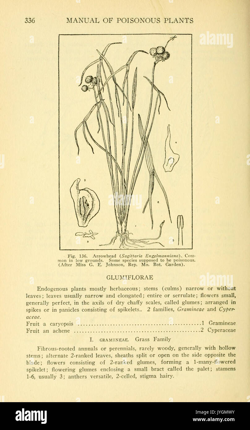 Un manuale di piante velenose (pagina 336, Fig. 136) BHL11346940 Foto Stock