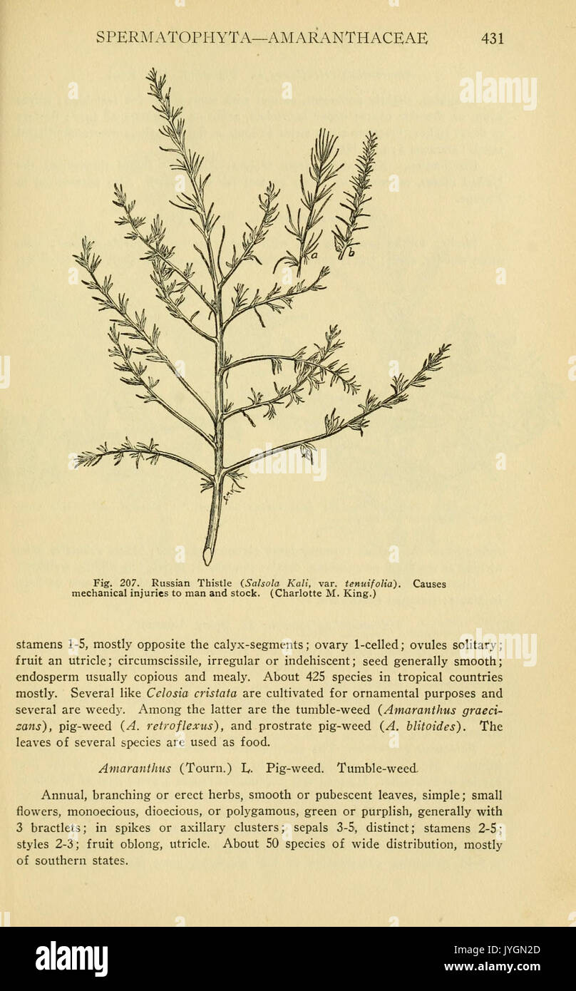 Un manuale di piante velenose (pagina 431, Fig. 207) BHL11347045 Foto Stock