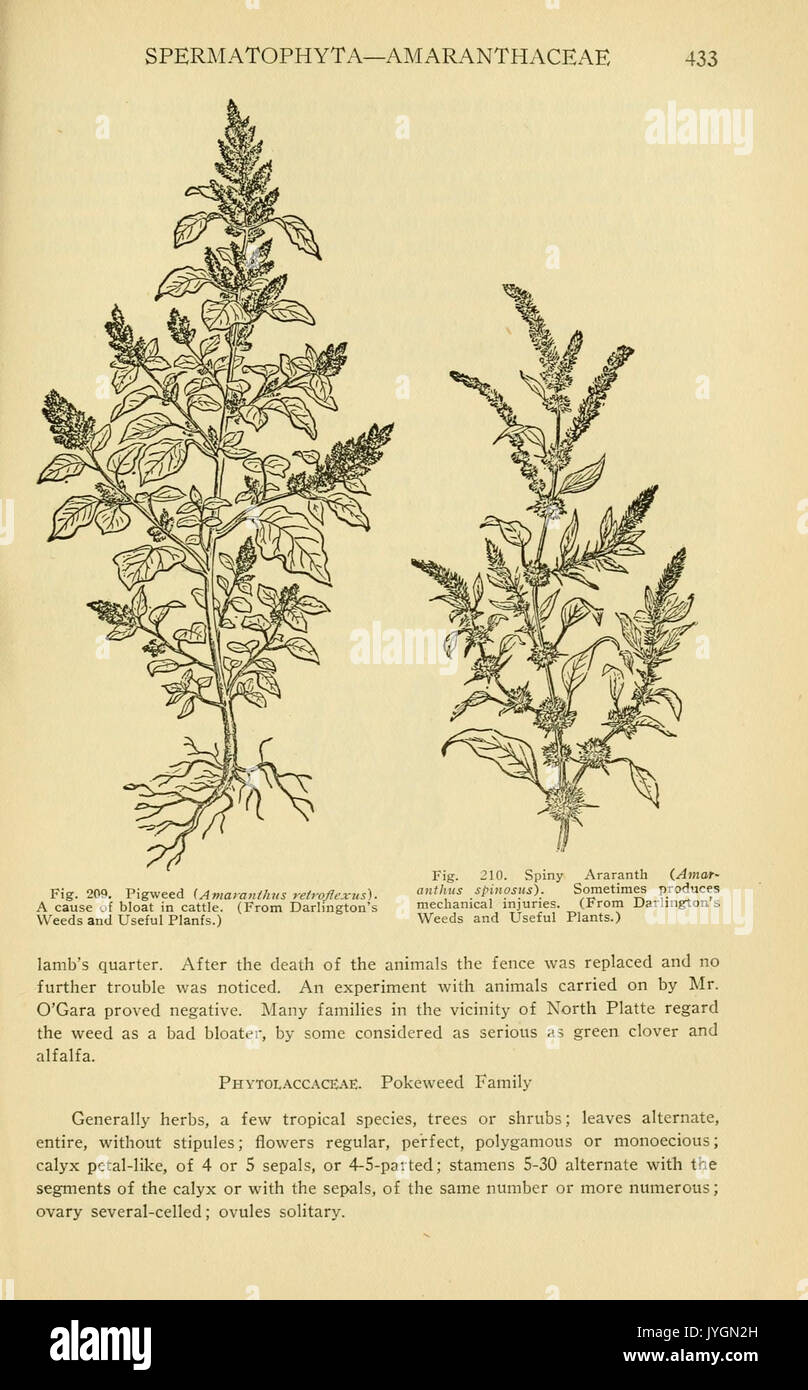Un manuale di piante velenose (pagina 433, Fig. 209 210) BHL11347047 Foto Stock