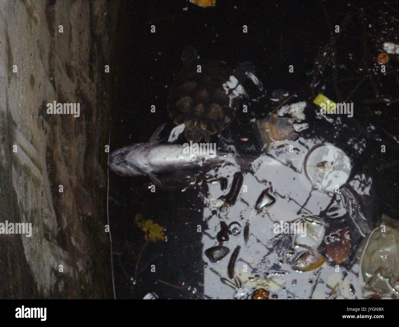 Una tartaruga di alimentazione su un pesce daed in un pozzetto.(Venerdì 5 10 2012) Foto Stock