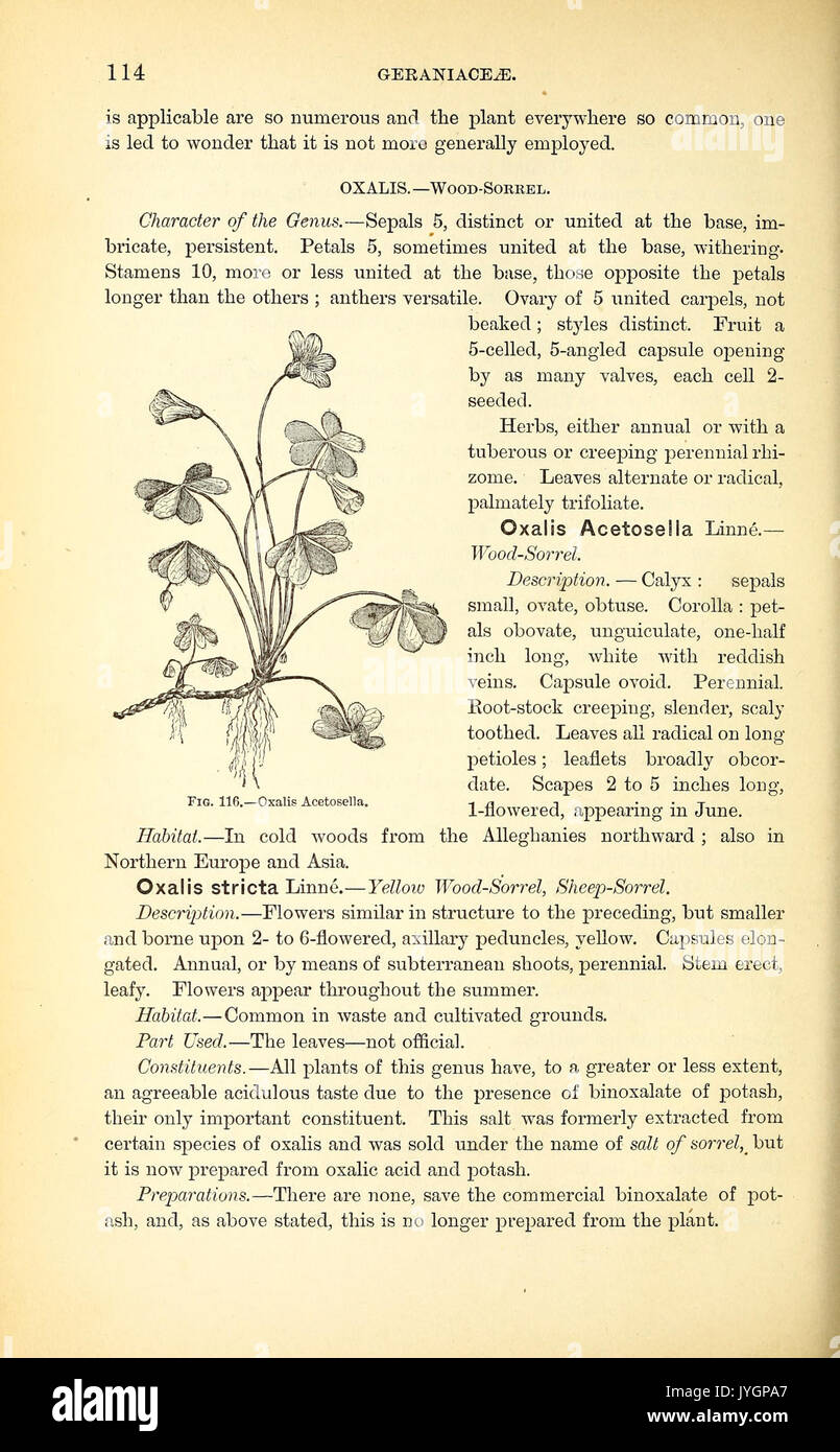 Un manuale del medico di botanica del Nord America (pagina 114, Fig. 116) BHL40152232 Foto Stock