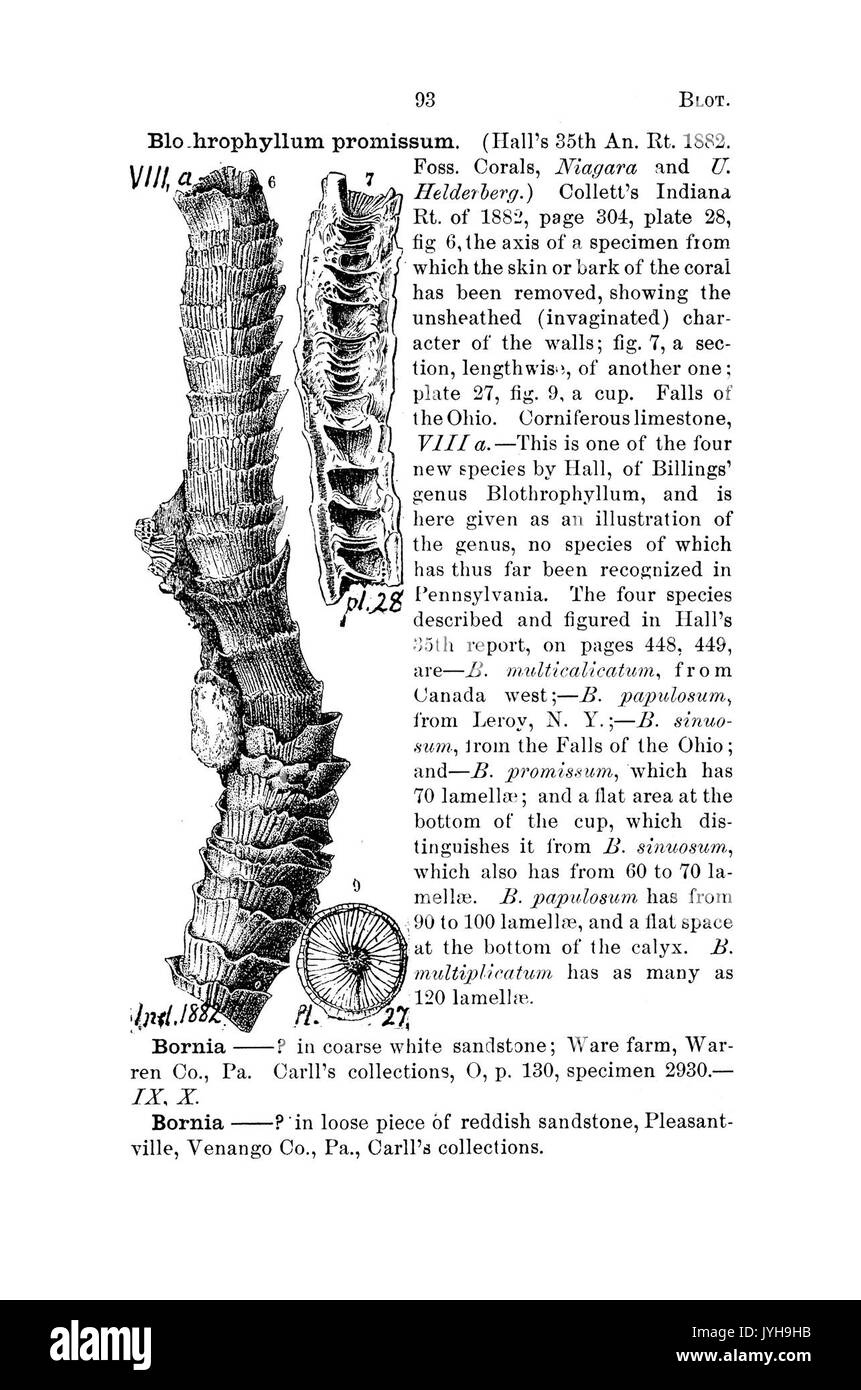 Un dizionario dei fossili di Pennsylvania e gli Stati limitrofi denominato nelle relazioni e nei cataloghi del sondaggio (pagina 93) BHL42416964 Foto Stock