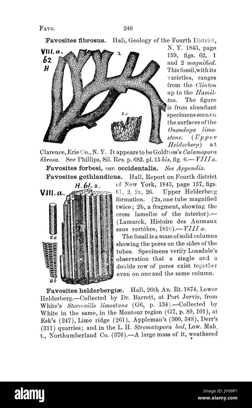 Un dizionario dei fossili di Pennsylvania e gli Stati limitrofi denominato nelle relazioni e nei cataloghi del sondaggio (pagina 240) BHL42417111 Foto Stock