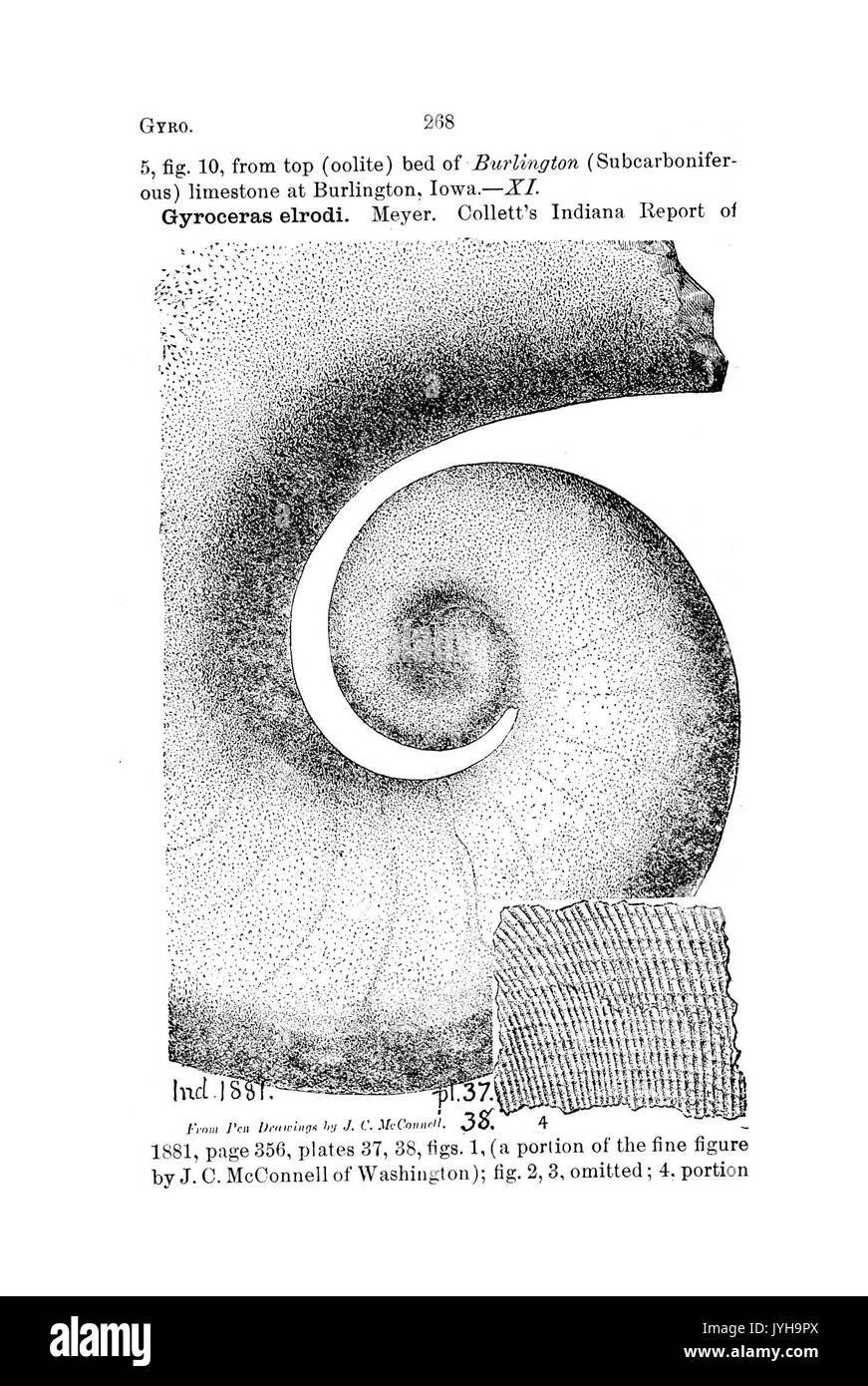 Un dizionario dei fossili di Pennsylvania e gli Stati limitrofi denominato nelle relazioni e nei cataloghi del sondaggio (pagina 268) BHL42417139 Foto Stock
