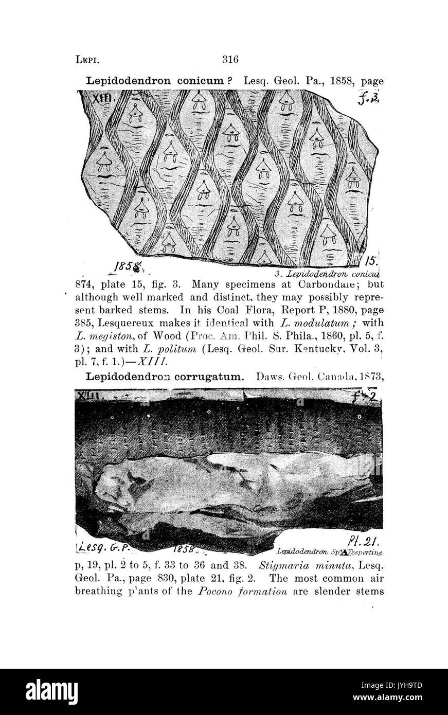 Un dizionario dei fossili di Pennsylvania e gli Stati limitrofi denominato nelle relazioni e nei cataloghi del sondaggio (pagina 316) BHL42417187 Foto Stock