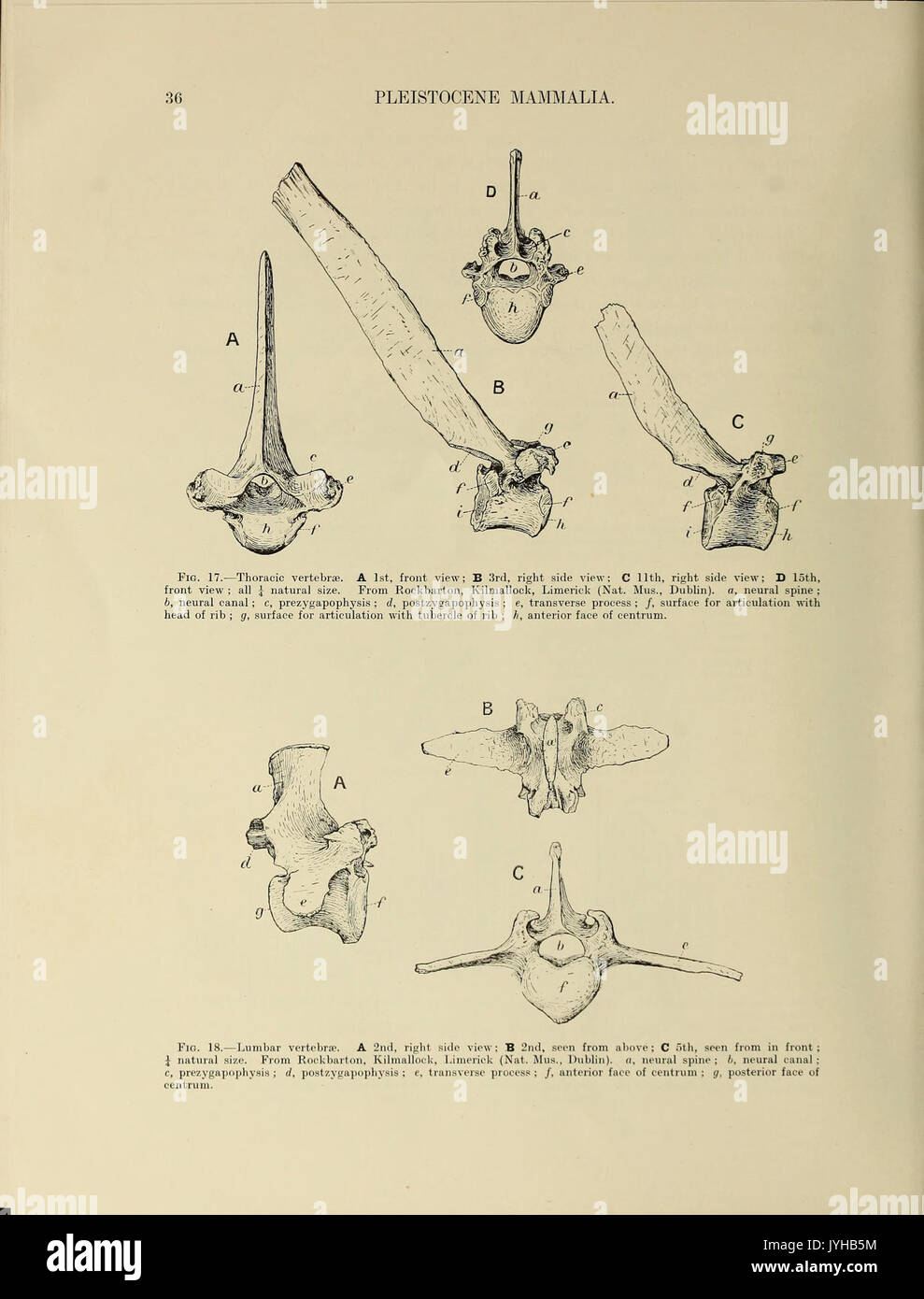 Una monografia del pleistocene britannico mammalia (pagina 36) BHL40618327 Foto Stock