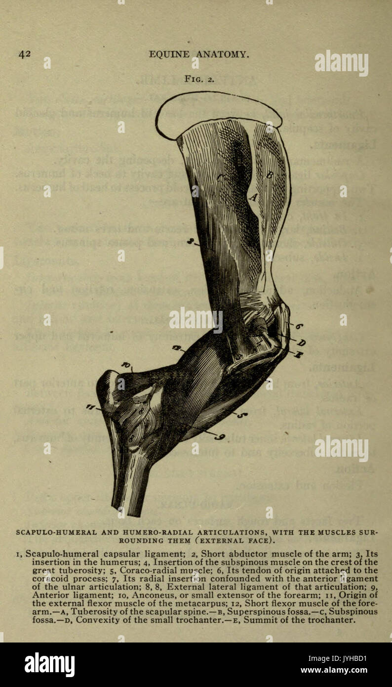 Un compend equino di anatomia e fisiologia (pagina 42) BHL22513940 Foto Stock