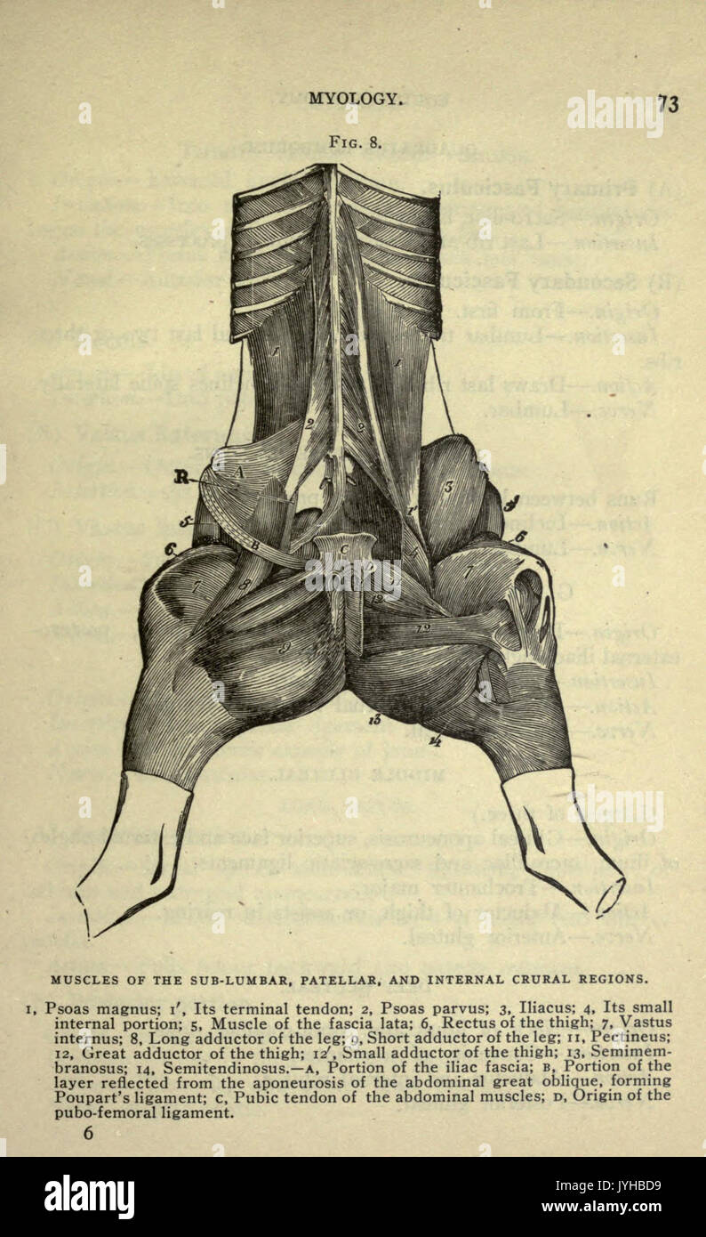 Un compend equino di anatomia e fisiologia (pagina 73) BHL22513971 Foto Stock