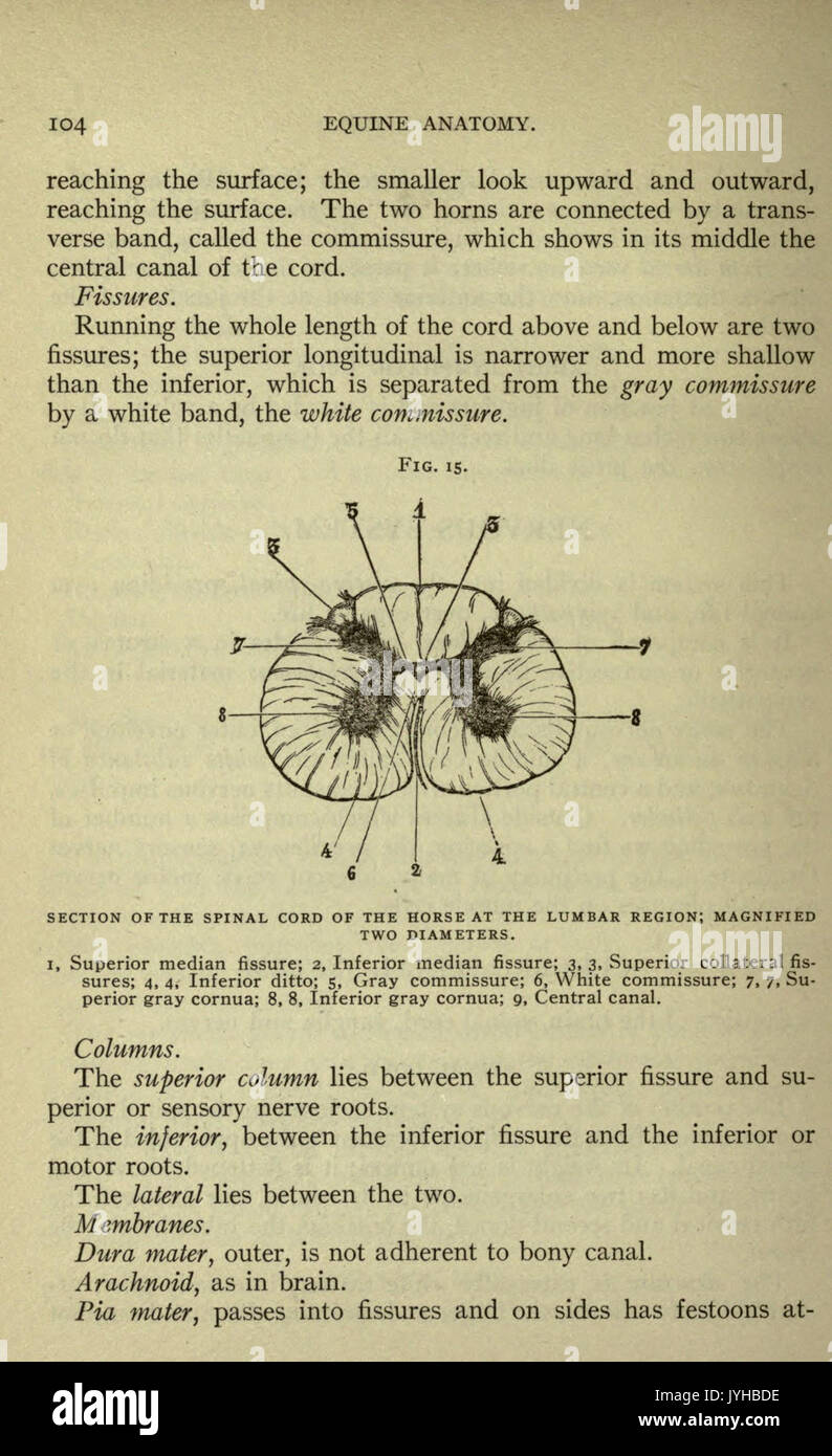 Un compend equino di anatomia e fisiologia (pagina 104) BHL22514002 Foto Stock
