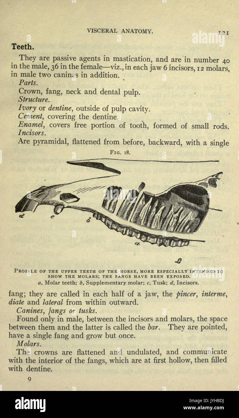 Questa pagina di "A Compend of Equine Anatomy and Physiology" (Un compendio di anatomia e fisiologia equina) descrive in dettaglio la struttura e la funzione del corpo del cavallo, concentrandosi sui sistemi muscolari, sulla struttura ossea e sui processi fisiologici essenziali per comprendere la salute e il movimento degli equini. Foto Stock