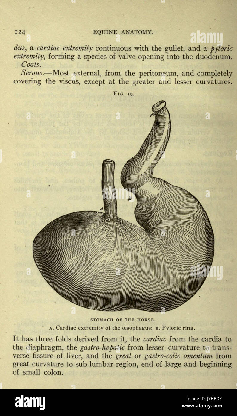 Un compend equino di anatomia e fisiologia (pagina 124) BHL22514022 Foto Stock