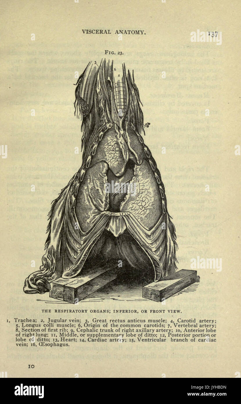 Un compend equino di anatomia e fisiologia (pagina 137) BHL22514035 Foto Stock