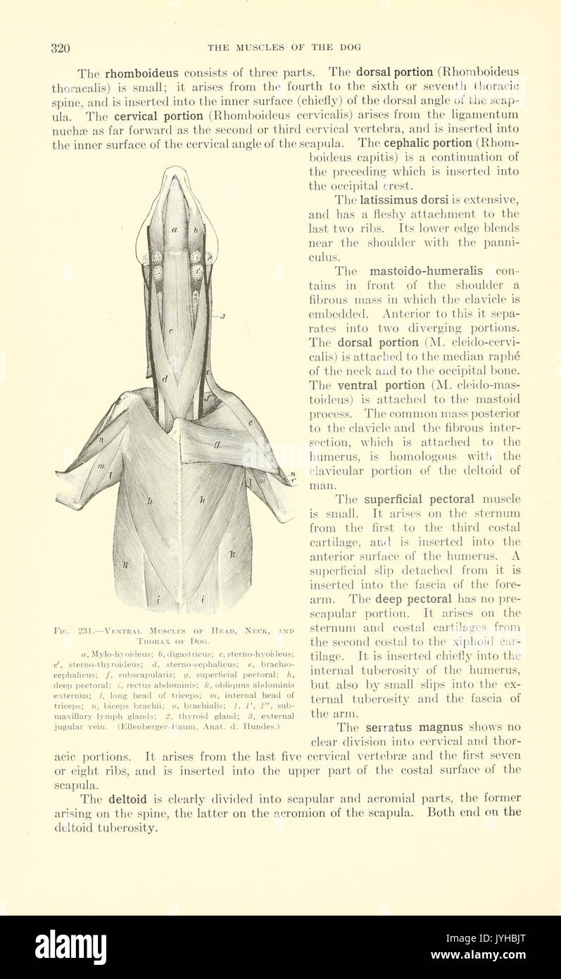 Un libro di testo di anatomia veterinaria (pagina 320) BHL18587444 Foto Stock