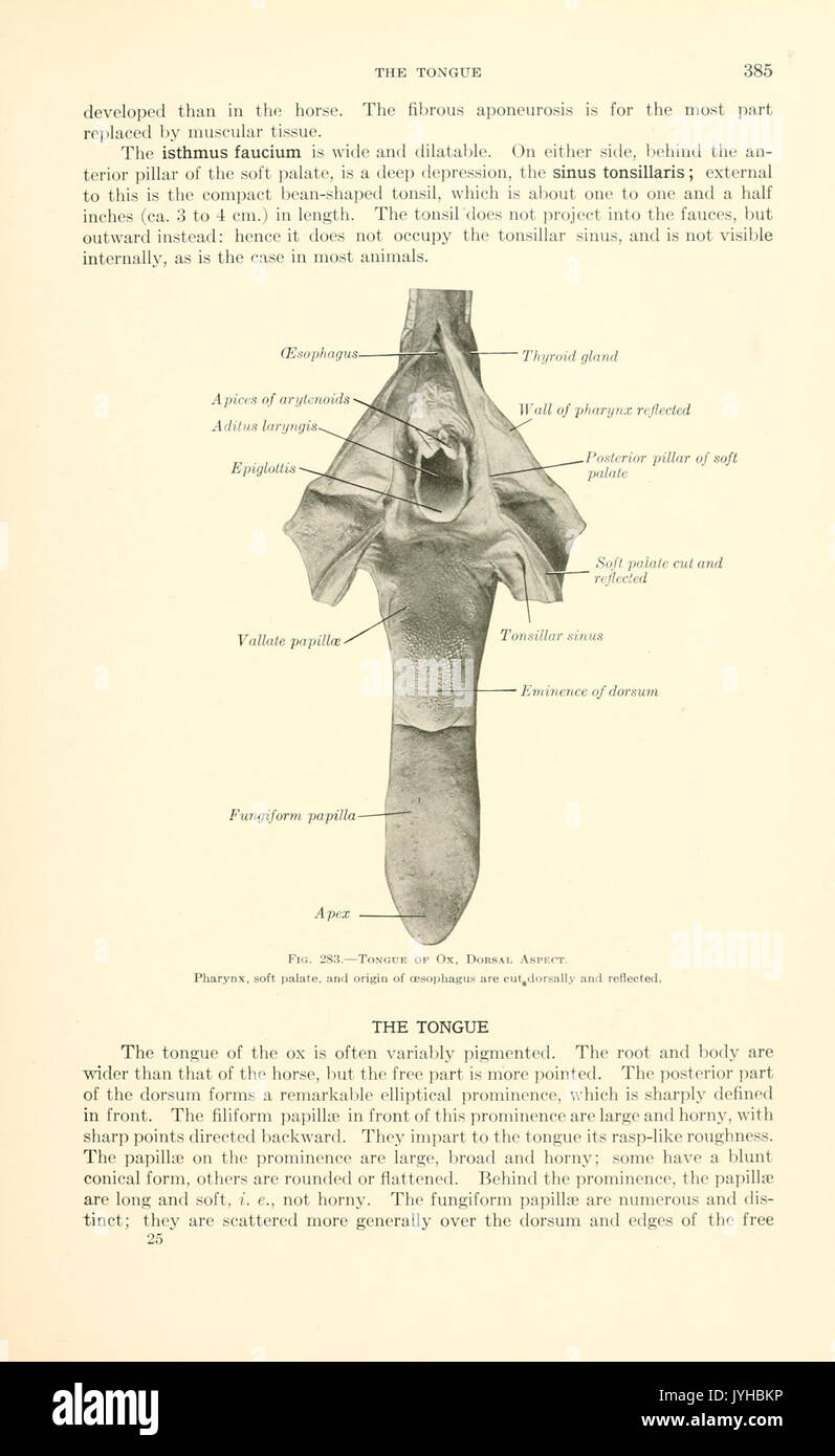 Un libro di testo di anatomia veterinaria (pagina 385) BHL18587509 Foto Stock