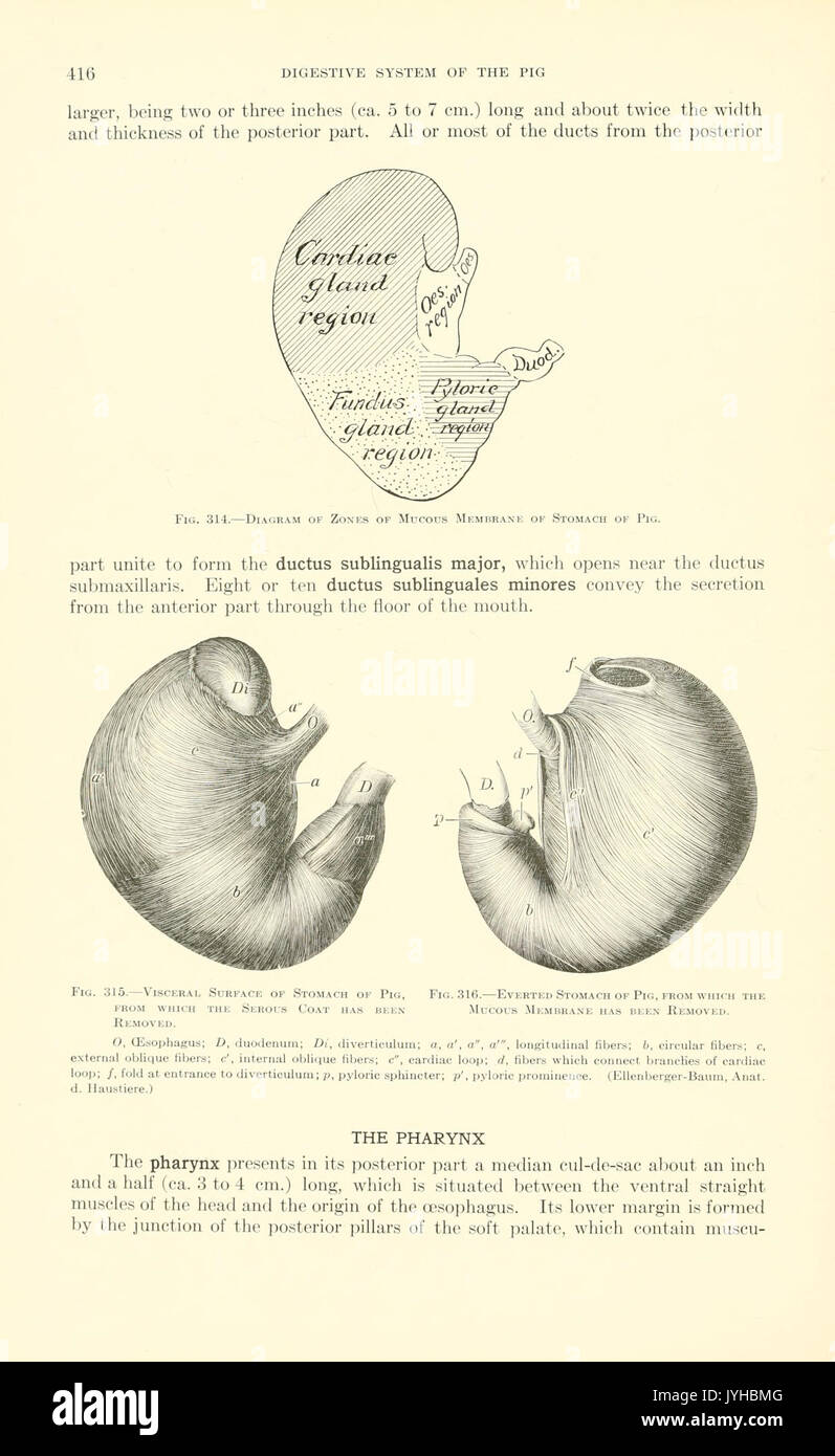 Un libro di testo di anatomia veterinaria (pagina 416) BHL18587540 Foto Stock