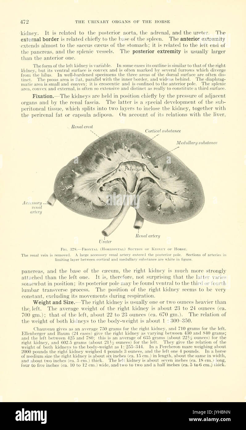 Un libro di testo di anatomia veterinaria (pagina 472) BHL18587596 Foto Stock