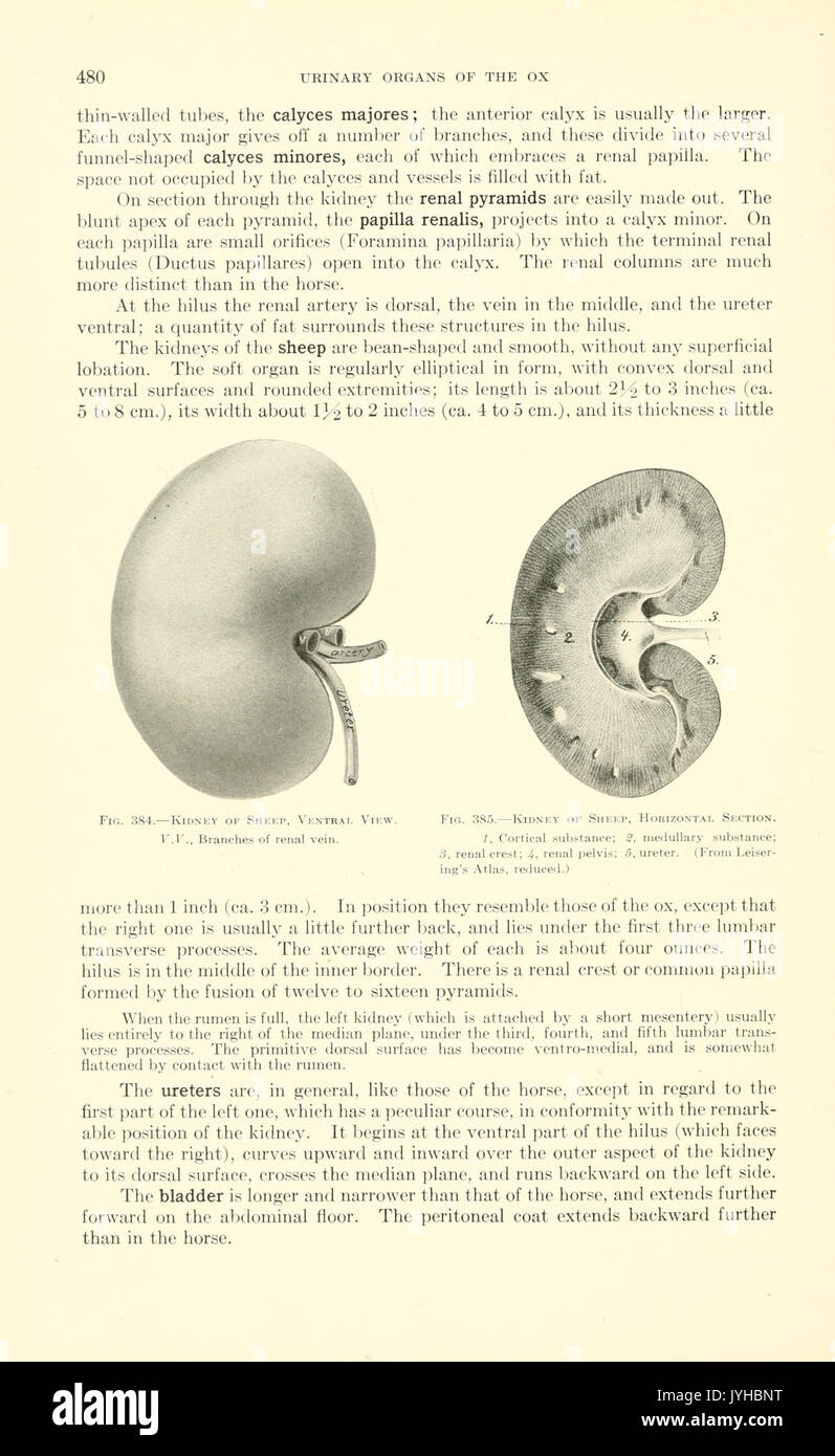 Un libro di testo di anatomia veterinaria (pagina 480) BHL18587604 Foto Stock