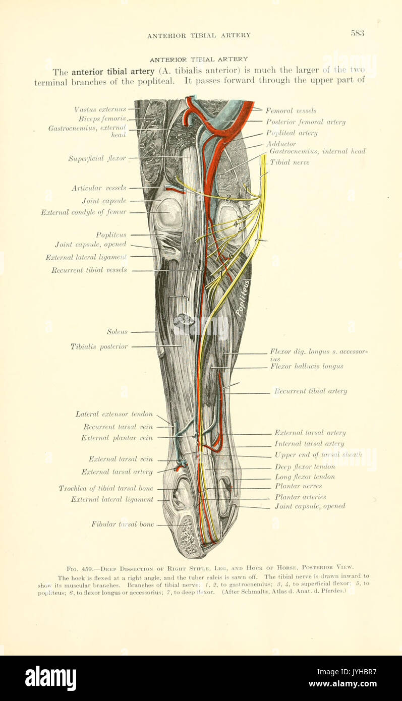 Un libro di testo di anatomia veterinaria (pagina 583) BHL18587707 Foto Stock