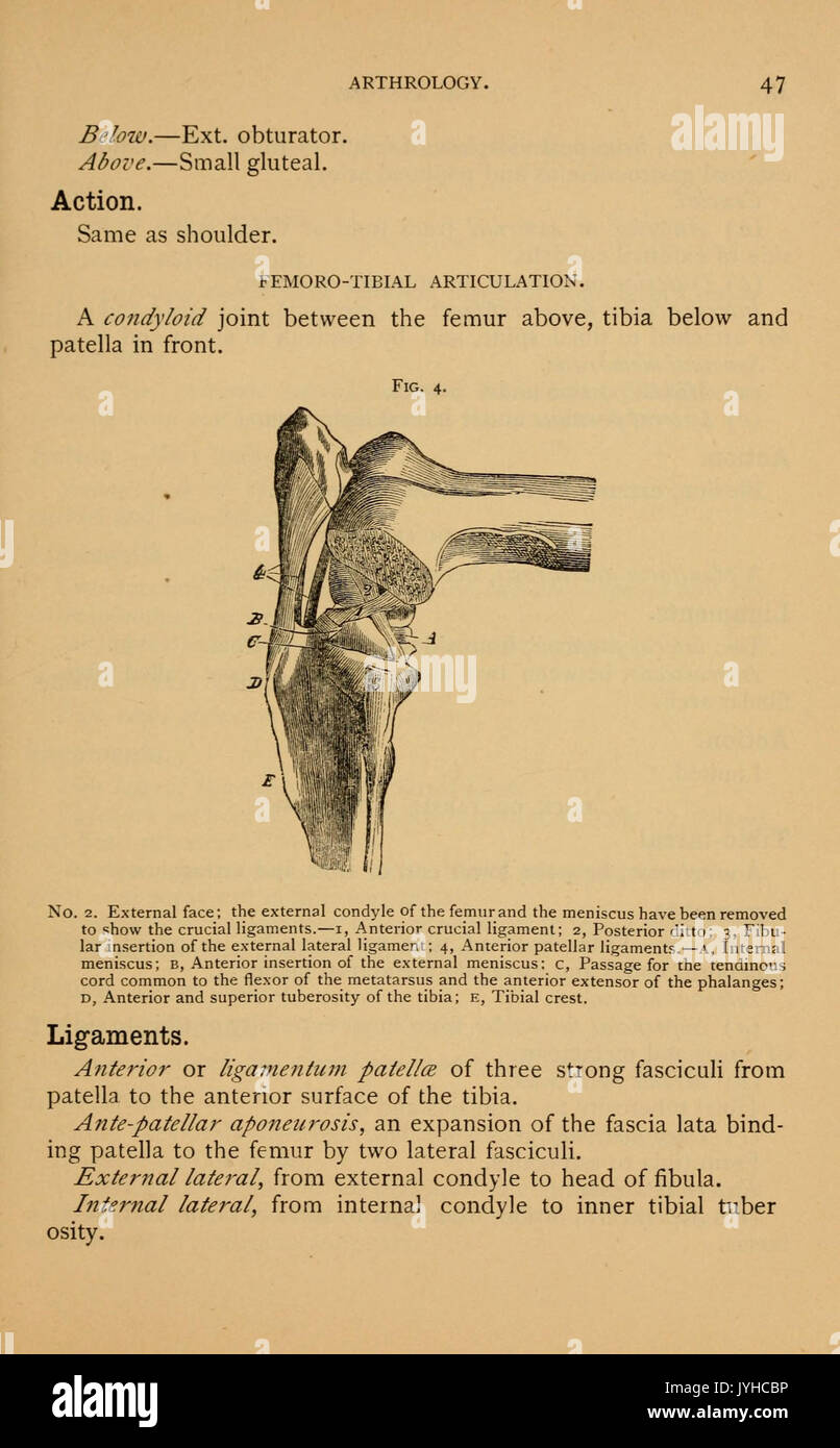 Un compend equino di anatomia e fisiologia (pagina 47) BHL21267471 Foto Stock