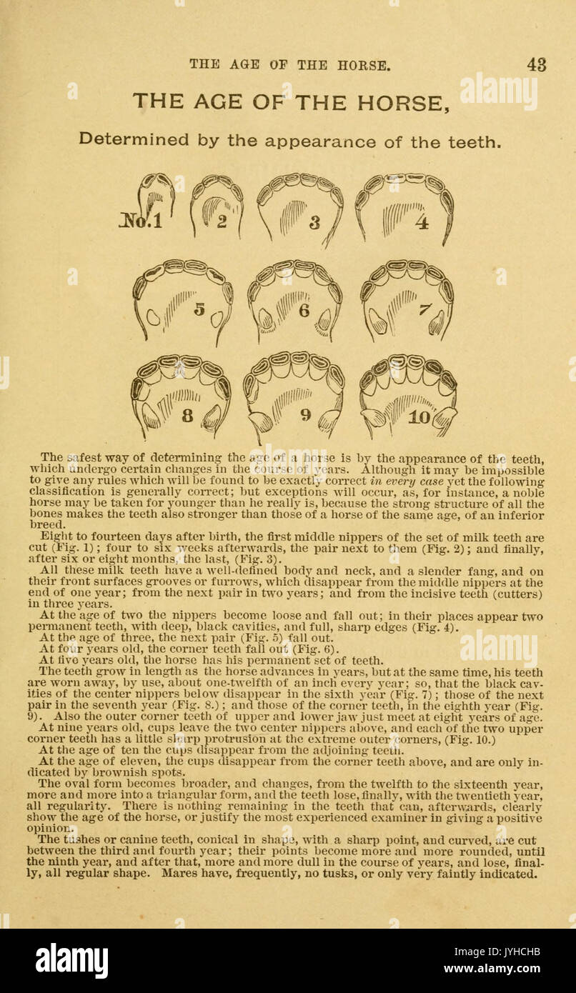 Un trattato sul cavallo e le sue malattie (pagina 43) BHL18633012 Foto Stock