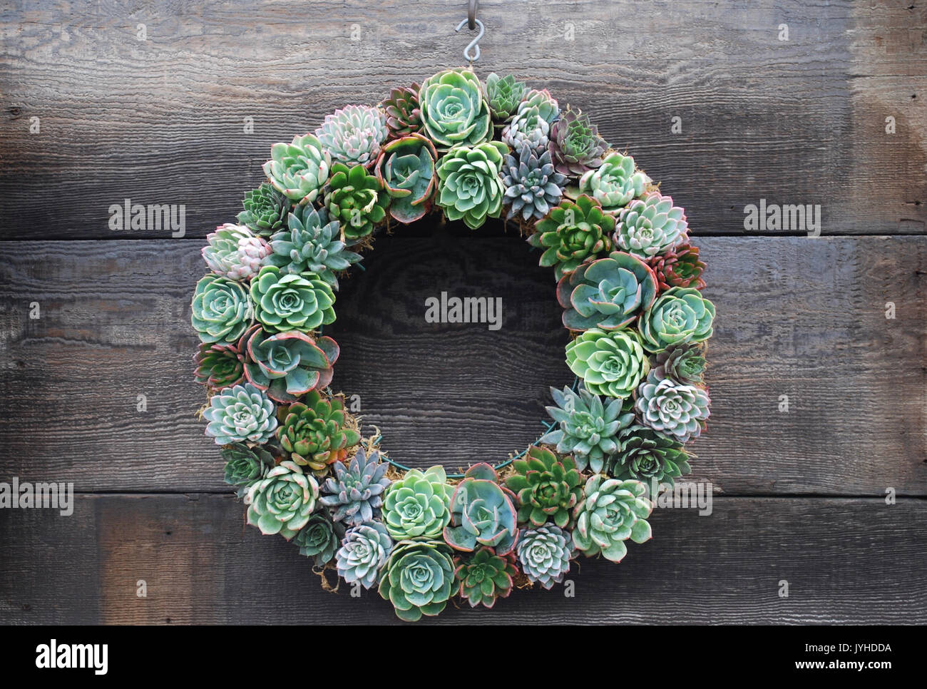 Ghirlanda di succulenti su un rustico sfondo di legno Foto Stock