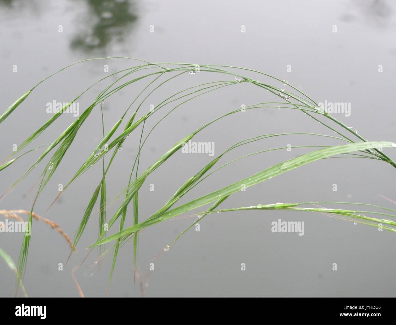 20160102Bromus sterilis1 Foto Stock