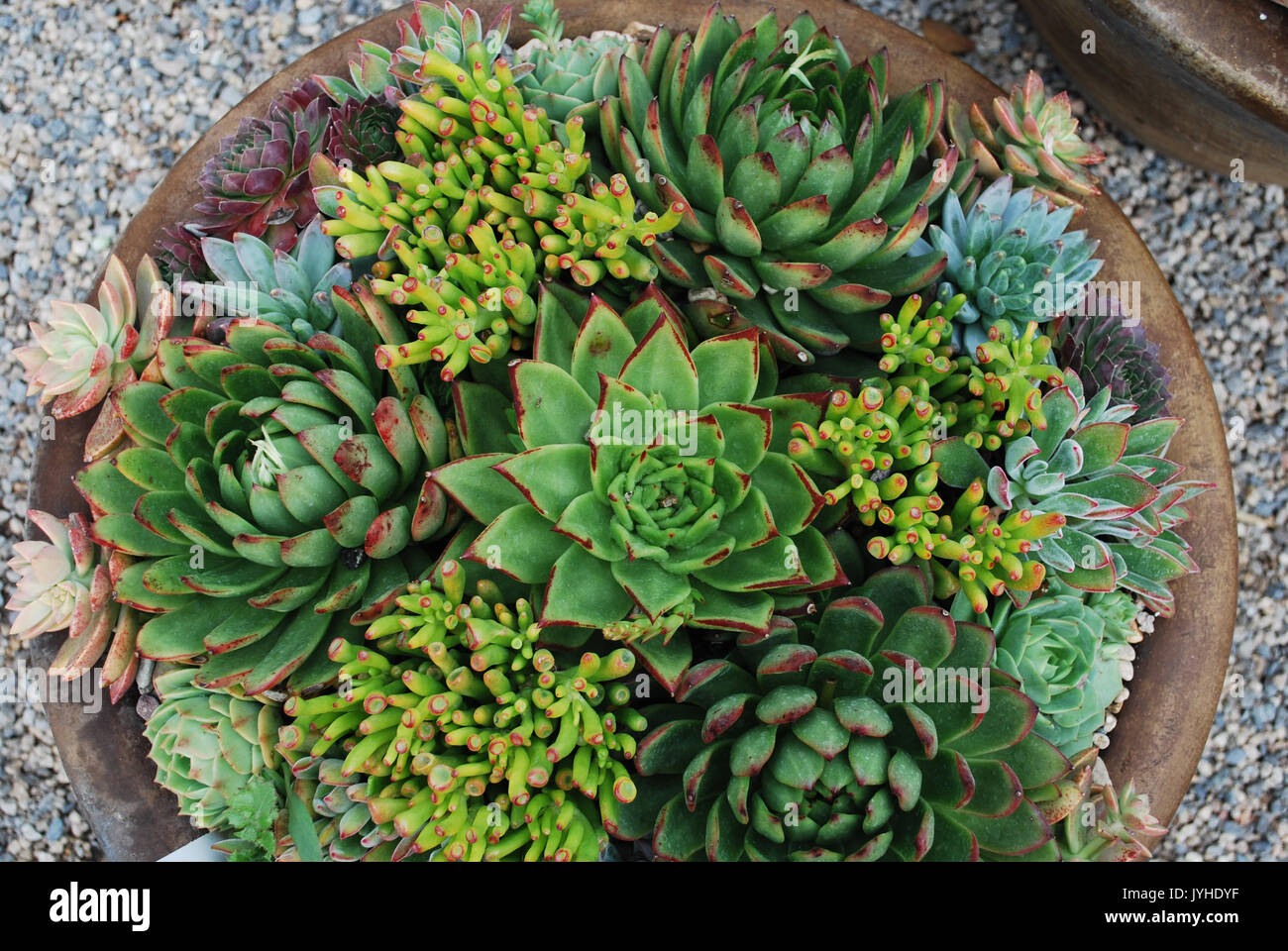 Vasi di piante succulente Foto Stock
