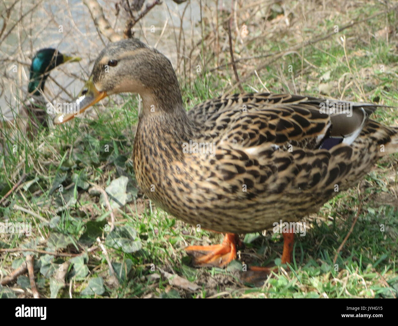 20160324Anas platyrhynchos Foto Stock