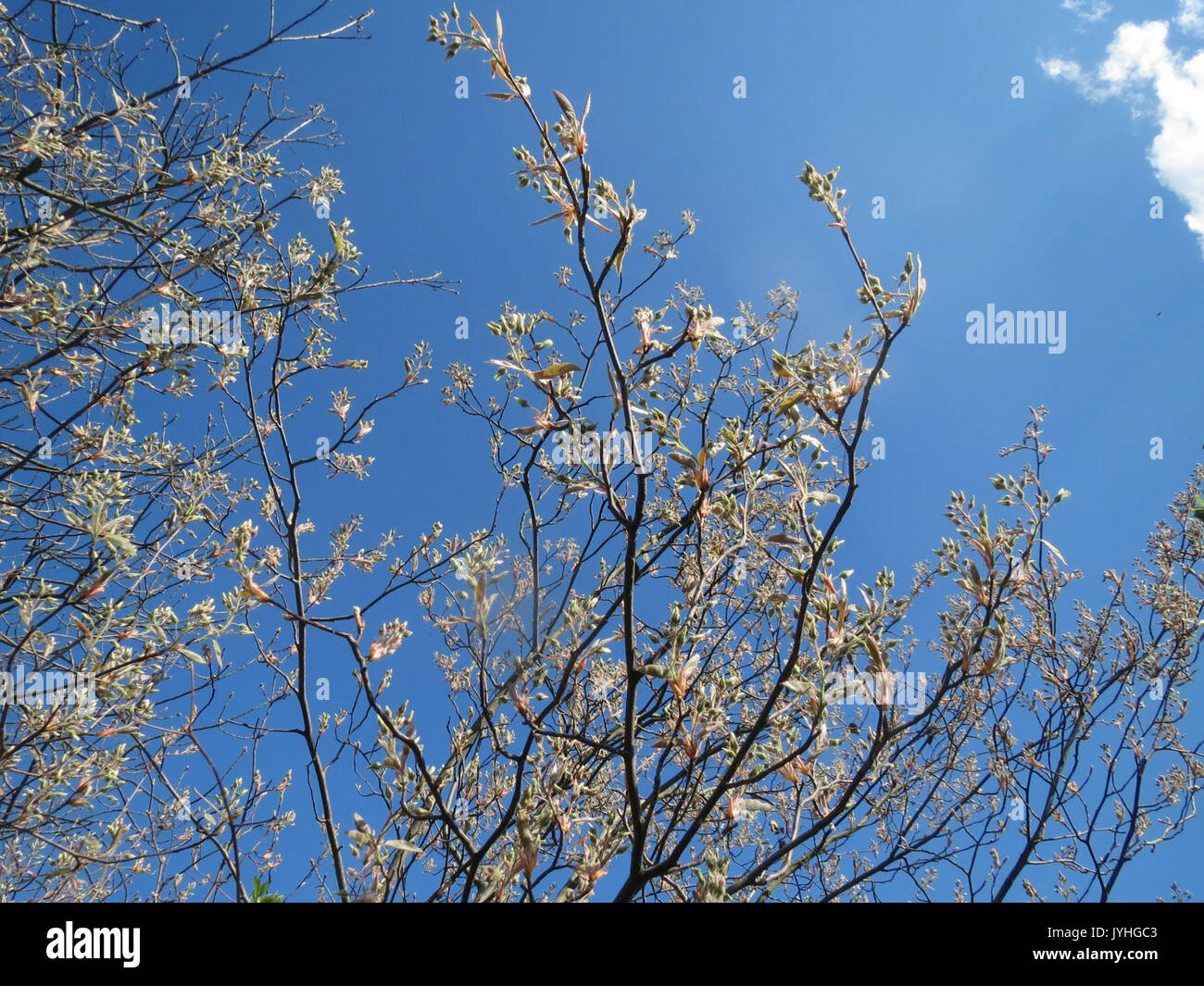 20160406Amelanchier lamarckii1 Foto Stock