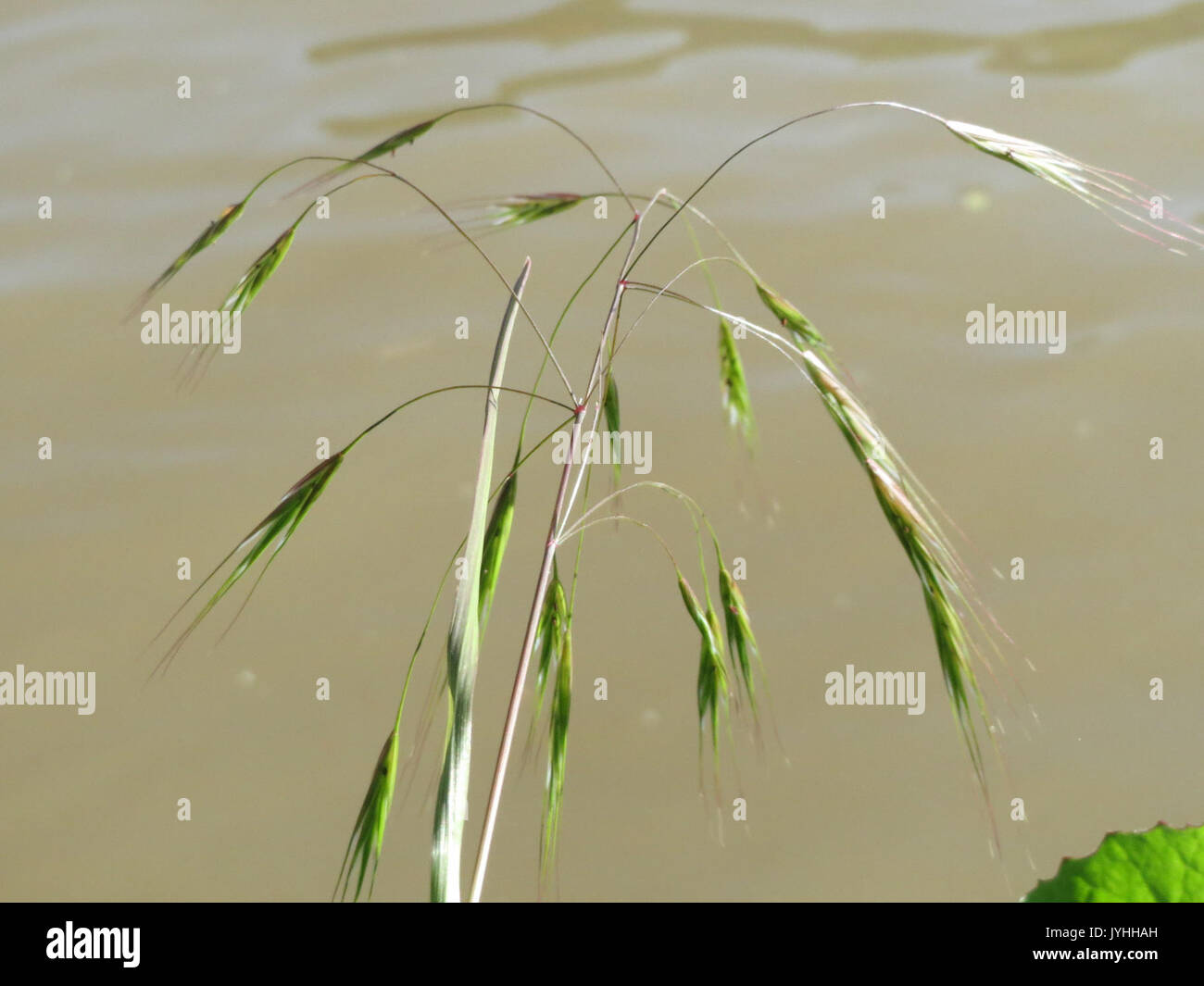 20160421Bromus sterilis1 Foto Stock