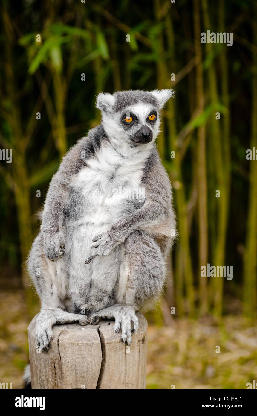 20160515 Duisburg 75 (29417467590) Foto Stock