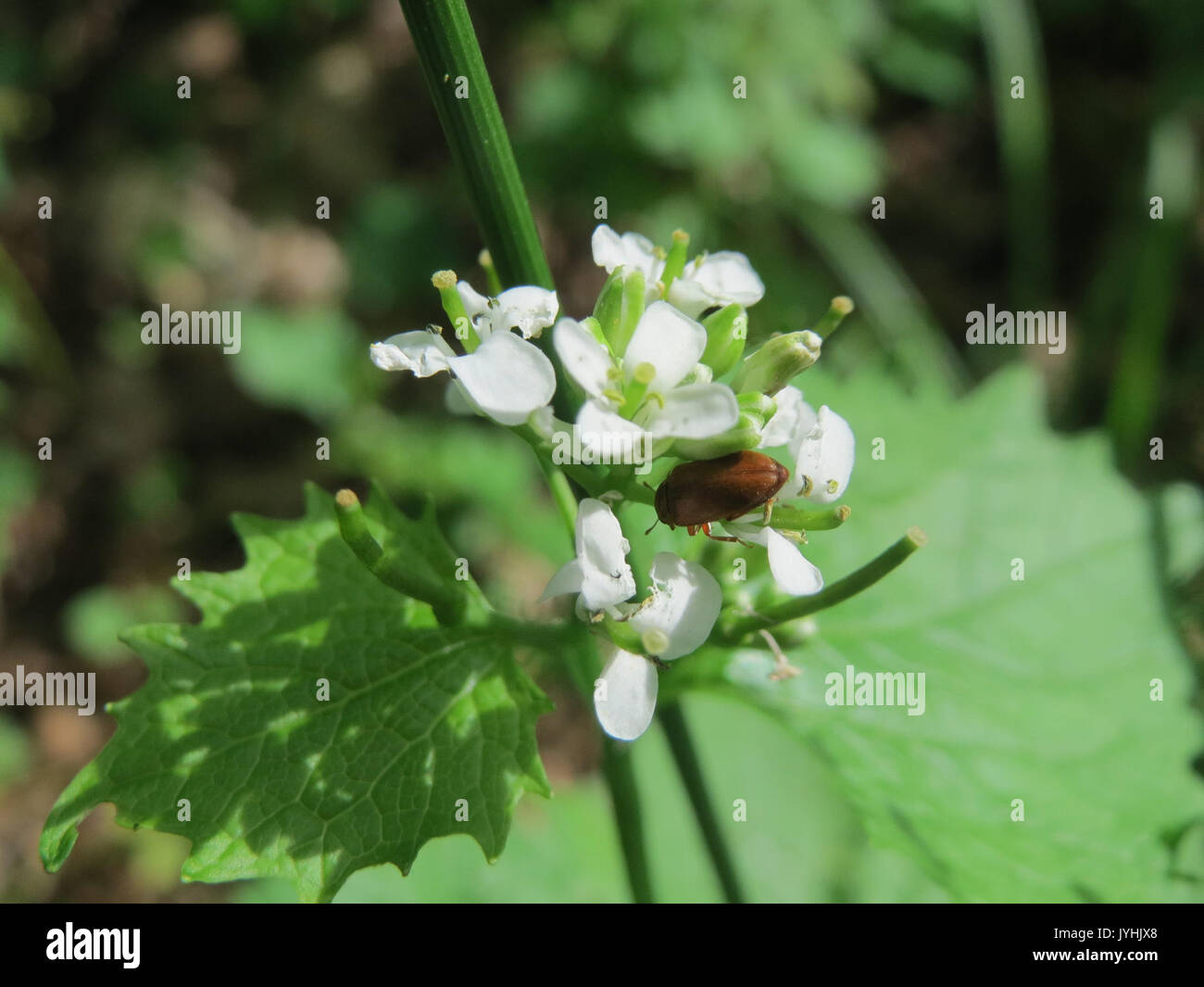 20160518Alliaria petiolata1 Foto Stock